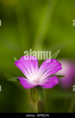 Corncockle, Agrostemma githago, en fleurs Banque D'Images