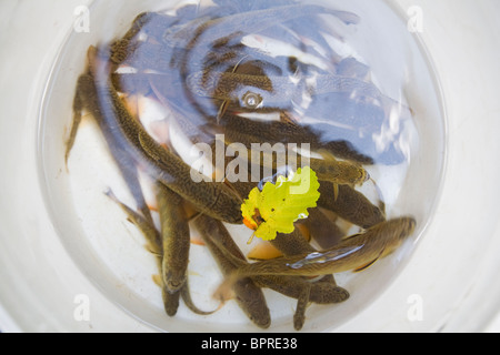 L'omble de fontaine (Salvelinus fontinalis) dans un seau, pris dans la forêt nationale de Caribou-Targhee, Idaho. Banque D'Images