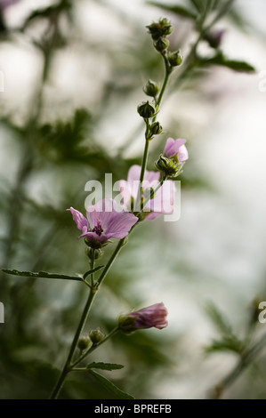 Althaea cannabina en fleurs en Août Banque D'Images