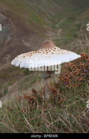 Coulemelle Macrolepiota procera ; Banque D'Images