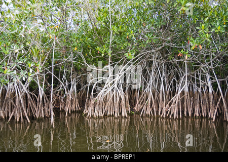 Les palétuviers rouges (Rhizophora mangle) dans le parc national des Everglades, en Floride. Banque D'Images