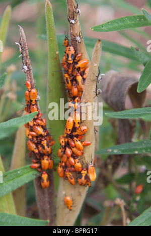 Oncopeltus fasciatus ou gros bug sur l'ASCLÉPIADE (Asclepias tuberosa Banque D'Images