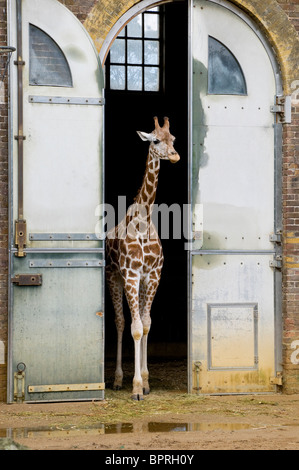 Les jeunes à la girafe du zoo de Londres, Angleterre Banque D'Images