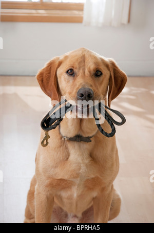 Mignon chien veut aller pour une promenade Banque D'Images