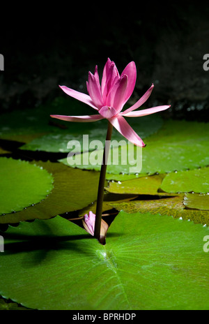 Fleur de nénuphar rose en étang de jardin Banque D'Images