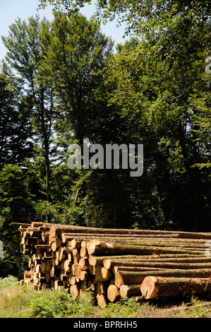 Bois de pins abattus et empilé dans la forêt dans le Haut Languedoc dans le sud de la France Banque D'Images