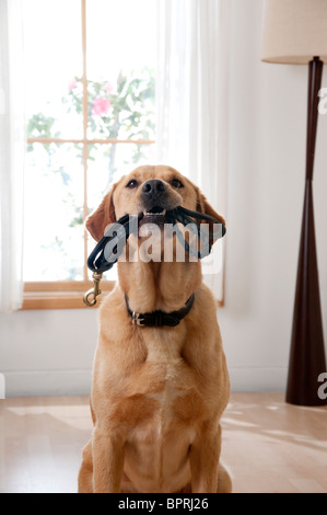 Pet dog extrait laisse pour aller faire une promenade Banque D'Images