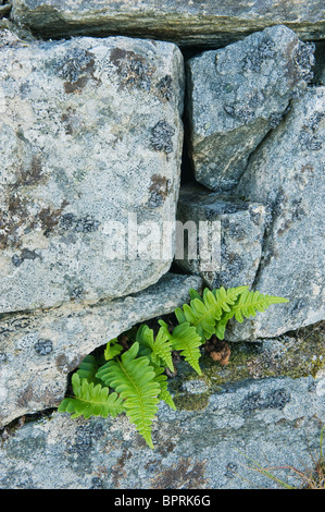 Fern dans mur de pierre, Å, village de pêcheurs sur l'île de Moskenes, îles Lofoten, Norvège Banque D'Images