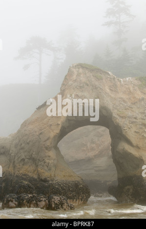 Seastacks et arch dans le brouillard, l'île de Tunnel, Quinault Indian Reservation, la côte du Pacifique, Washington, USA Banque D'Images