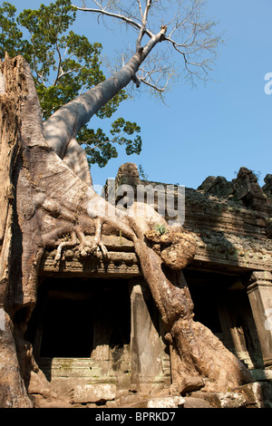 La production d'arbres de coton soie plus E III Gopura, Preah Khan, Angkor, Siem Reap, Cambodge Banque D'Images