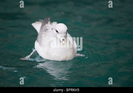 Le Fulmar boréal (Fulmarus glacialis) Bear Island, mer de Barents, Norvège Banque D'Images