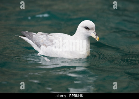 Le Fulmar boréal (Fulmarus glacialis) Bear Island, mer de Barents, Norvège Banque D'Images