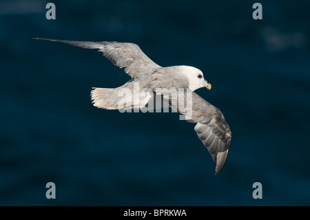 Le Fulmar boréal (Fulmarus glacialis) en vol, mer de Barents, Norvège Banque D'Images