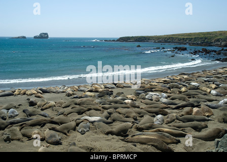 Les éléphants de mer sur la plage de Piedras Blancas, Big Sur, Californie du Sud Banque D'Images