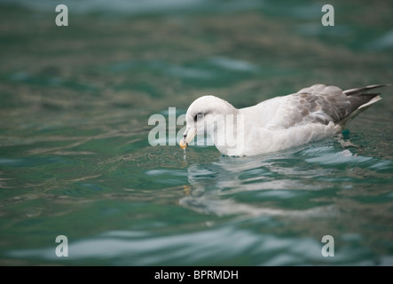 Le Fulmar boréal (Fulmarus glacialis) Boire, Bear Island, mer de Barents, Norvège Banque D'Images