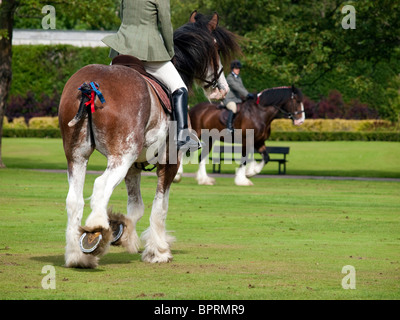 Cheval chevaux Clydesdale Banque D'Images