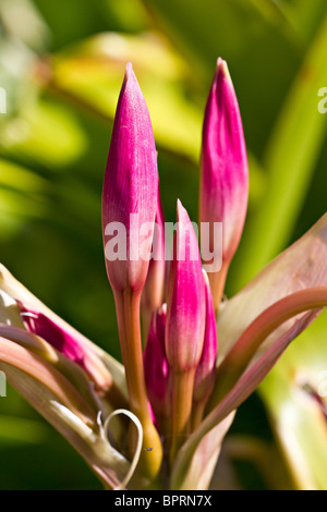 Belladonna Lily rose buds (Amaryllis belladonna) au début de l'automne, UK Banque D'Images