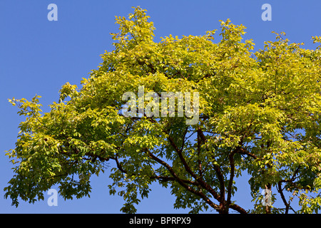 Acer griseum. Paperbark Maple Tree au début de l'automne au Royaume-Uni Banque D'Images