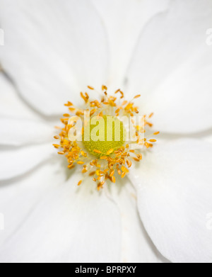 England UK. Close up of a white Anemone japonais en fleurs au début de l'automne (anemone x hybrida) Banque D'Images