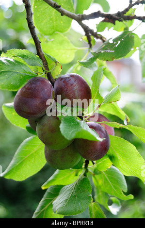 Close up de prunes rouges sur branch Banque D'Images