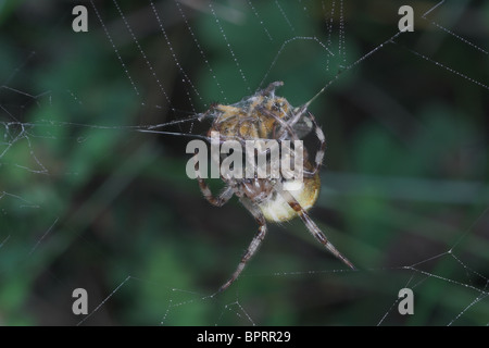 Avec l'araignée proie capturée sur orb web. Le Somerset. UK Banque D'Images