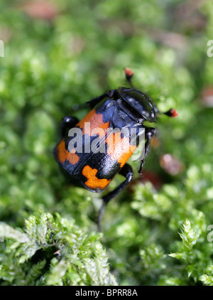 Nécrophore, Nicrophorus vespillo (Necrophorus vespillo), coléoptères Banque D'Images