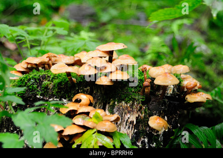 De plus en plus de champignons sur tronc d'arbre dans la forêt norvégienne Banque D'Images