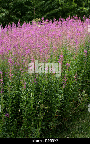 Rosebay Willowherb, Epilobium angustifolium, Onagraceae Banque D'Images