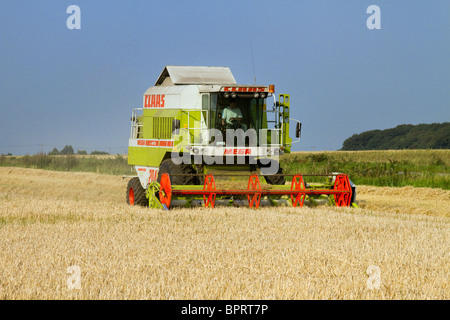 Noël à la moissonneuse-batteuse, la récolte de blé, la récolte de céréales, l'agriculture, domaine, nature, culture, milieu rural, agricole, du grain, de l'alimentation, de fermes et l'agriculture à Tarleton, UK Banque D'Images