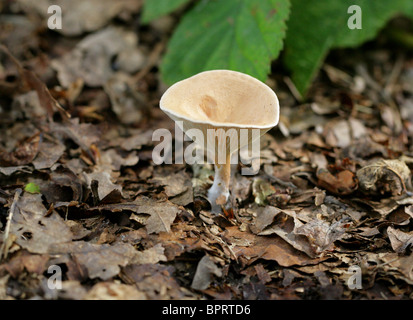 Entonnoir commun champignon, Clitocybe gibba, Tricholomataceae. Les jeunes de l'échantillon. Banque D'Images