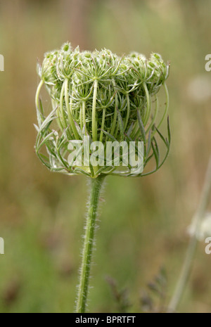 La Carotte sauvage aka Bishop's dentelle ou de carotte, Daucus carota, Apiaceae Banque D'Images