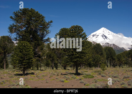 L'Argentine, l'Elk199-1271 Parque Nacional Parc national Lanin, volcan, arbres araucaria Banque D'Images