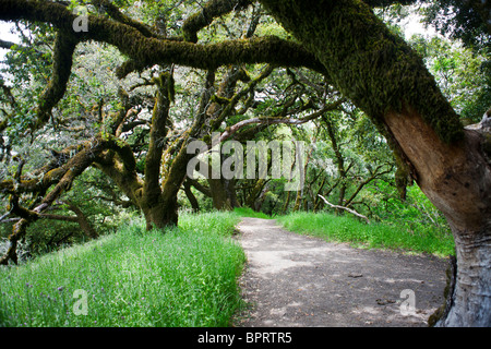 Chênes le long de l'ancien sentier des chênes, corniche russe Espace ouvert des sentiers de randonnée, Palo Alto, Californie Banque D'Images