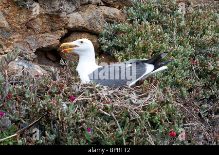 Western Gull (Larus occidentalis) et le nid, Anacapa Island, Channel Islands National Park, California, United States of America Banque D'Images