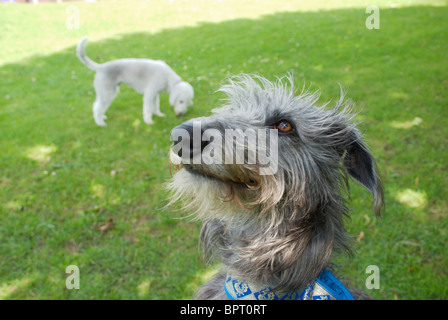 Un Bedlington terrier appelé Freddie & son chien cerf ami appelé Tilly. Banque D'Images