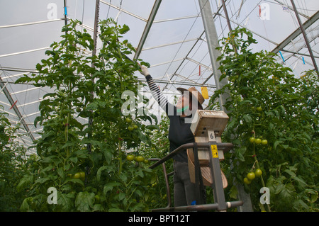 Femme à la tomate tomates hydroponiques ferme la pollinisation de vignes Banque D'Images