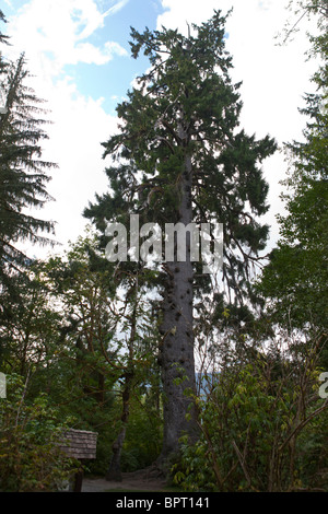 Le plus grand Sapin, un Epicéa de Sitka (Picea sitchensis) un grand arbre à feuilles persistantes de conifères, 191 pieds de haut Banque D'Images