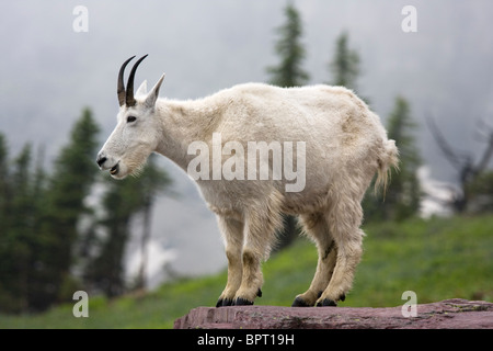 Chèvre des montagnes Rocheuses debout sur un rocher dans le Glacier National Park, Montana. Oreamnos americanus. Banque D'Images