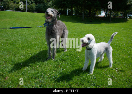 Un Bedlington terrier appelé Freddie & son chien cerf ami appelé Tilly. Banque D'Images