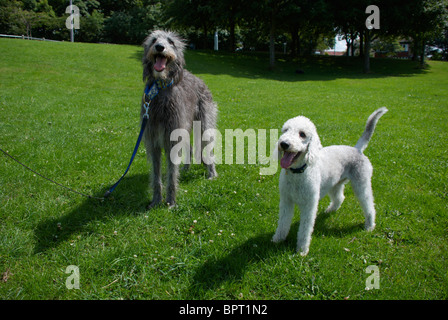 Un Bedlington terrier appelé Freddie & son chien cerf ami appelé Tilly. Banque D'Images