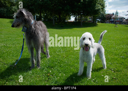 Un Bedlington terrier appelé Freddie & son chien cerf ami appelé Tilly. Banque D'Images