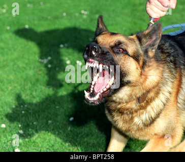 Chien de garde, chien agressif, alsacienne, aboiements de chien de garde alsacienne et tirant sur la laisse Banque D'Images