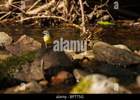 Bergeronnette sur un rocher. Banque D'Images