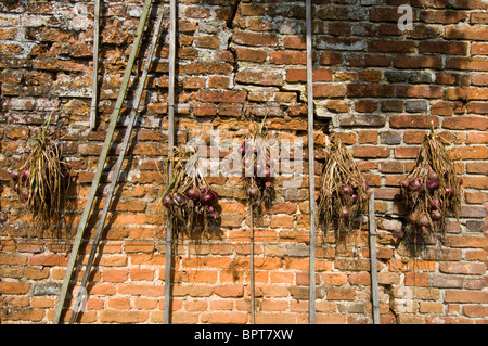 Cordes d'oignons rouges en train de sécher dehors sur un mur du jardin cuisine Banque D'Images