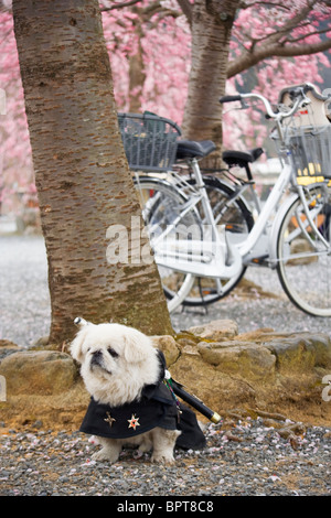 Un chien habillé en tenue de samouraï, complet avec une épée, se trouve ci-dessous des cerisiers en fleurs (Sakura) au Japon. Banque D'Images