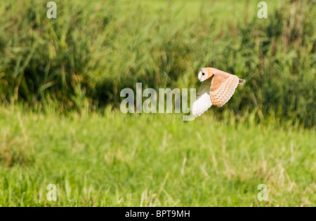 La chasse sauvage Effraie des clochers sur Norfolk Marais Banque D'Images