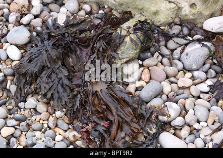 Des algues sur les cailloux sur une plage à Devon Banque D'Images