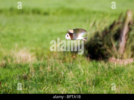 La chasse sauvage Effraie des clochers sur Norfolk Marais Banque D'Images