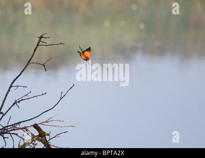 Pour le poisson de plongée Kingfisher perchaude Banque D'Images