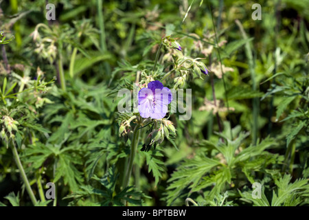 Meadow Crane's-bill Dale Monsal Derbyshire en Angleterre Banque D'Images